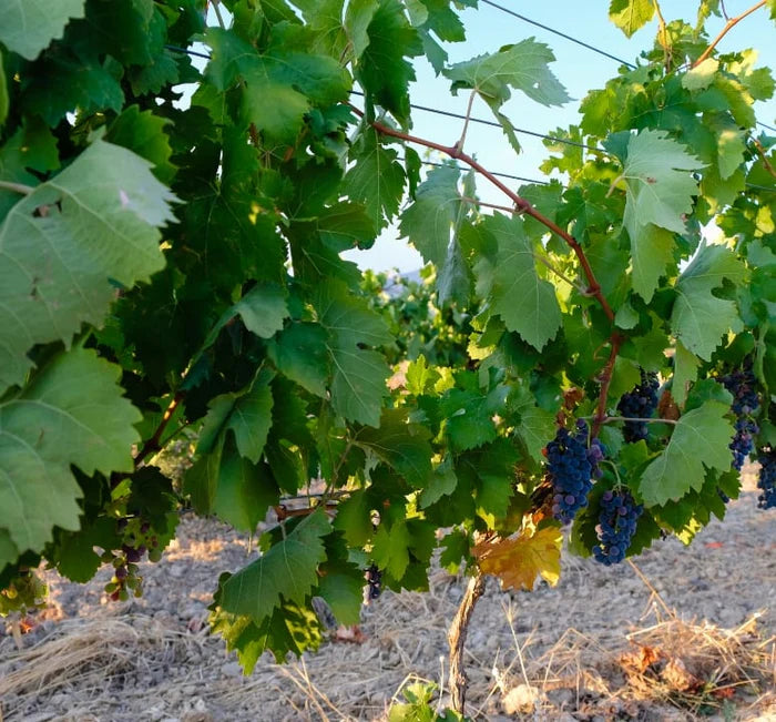 DO ORGANIC WINES TASTE BETTER