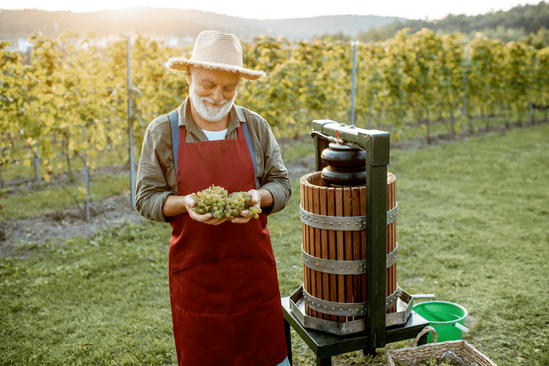 Man farmer makes organic vegan wine from grapes harvested in a grape harvest