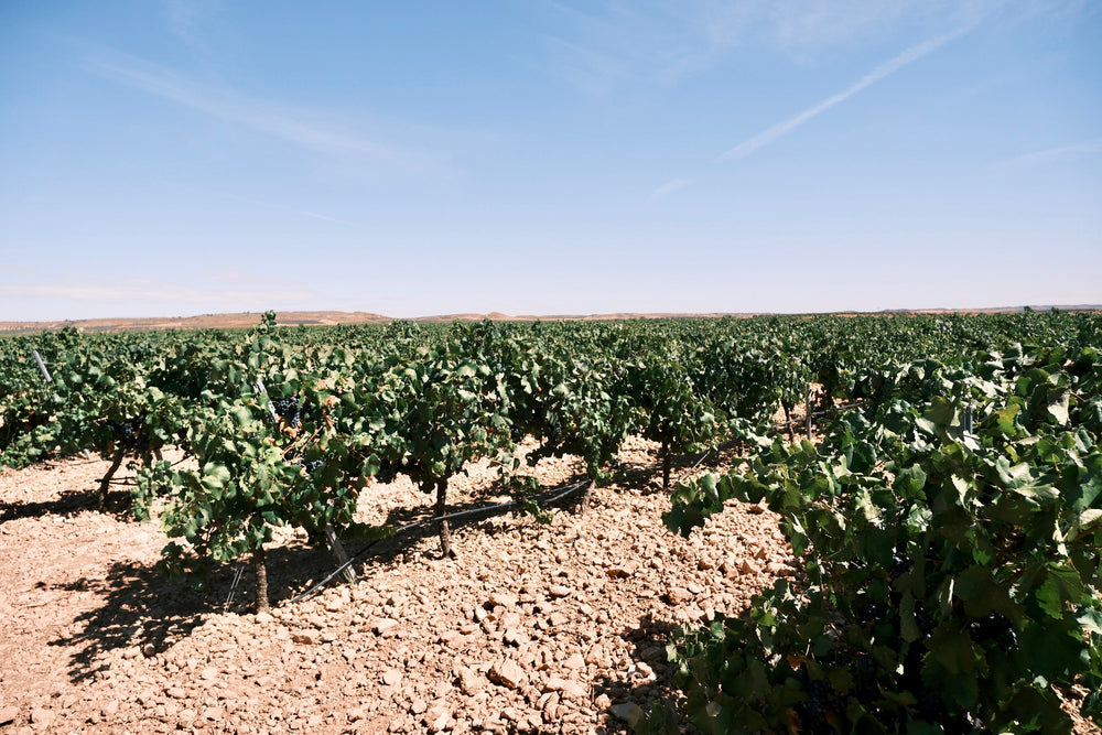 Natural, Organic, Biodynamic, Minimal Intervention: What's the difference, and why does it matter?