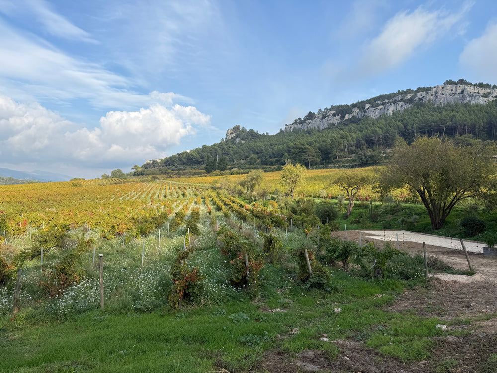 Cassis: The Provence Appellation That Does Things Differently