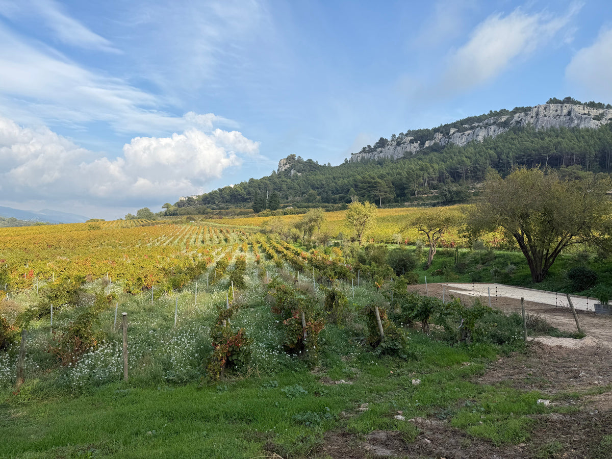 Cassis: The Provence Appellation That Does Things Differently
