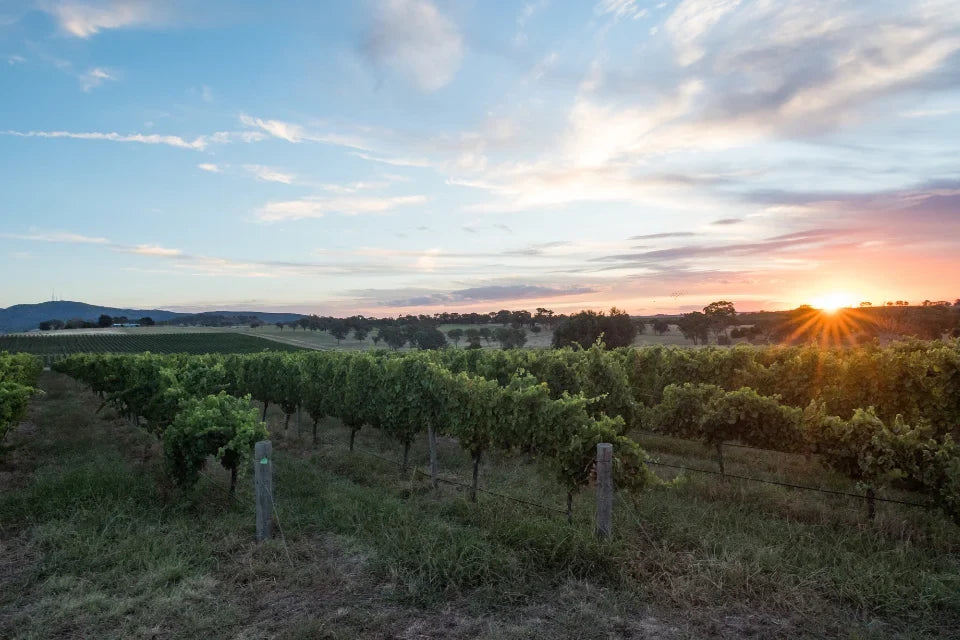 See Saw Wines: The Orange Region's Case for Going Organic