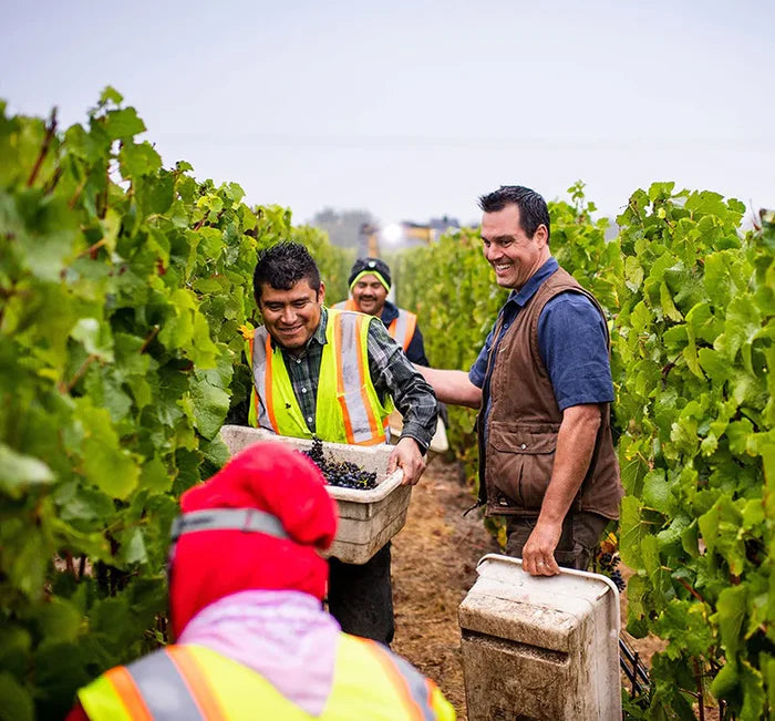 SUSTAINABLE VINICULTURE. WHAT'S ALL THE FUSS